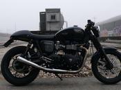 BonnieGoldenNautilus