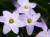 Fiori d’inverno, Ipheion uniflorum