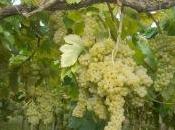 Bianco Bellona Sabbie Sopra