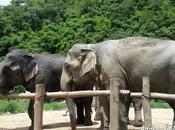 Chiang elefanti: riflessioni quasi caldo corso base mahout