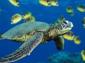 Aumentano cetacei tartarughe mare delle Eolie