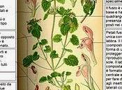 infestanti raccontano terreno: Lamio rosso (Lamium purpureum)