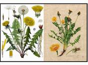 infestanti raccontano terreno: Tarassaco Dente Leone