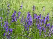infestanti raccontano terreno: Salvia prati (Salvia pratense)
