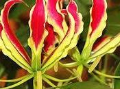 gloriosa