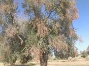 oliveto malato “COMPLESSO DISSECCAMENTO RAPIDO DELL’OLIVO (CoDiRO)” guarire?