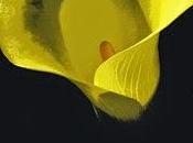 Omeopatia piante