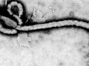 Virus Ebola solito terrore speculativo?