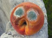 Muffa negli armadi, ripostigli, frigoriferi, sugli indumenti, libri: consigli casalinghi Varie