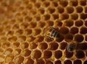 casetta delle api” Sabetta Antonio