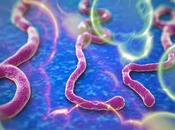 Difendersi virus ebola