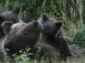 L’orsa Daniza: braccata dallo Stato aver difeso suoi cuccioli
