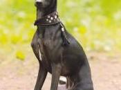 Moda cani, quando collare diventa collier