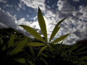 CANAPA vero motivo perchè illegale?