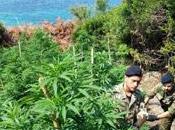 Coltivava piantagione marijuana, arresto Isola Capo Rizzuto