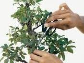 Bonsai ginseng come curarlo