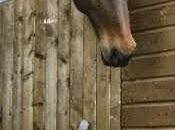 Covare paperini, culo camicia, cupolone Parole verbi disuso