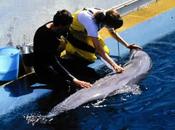 Taiji, caccia delfini ufficialmente aperta
