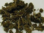 Bonifati (CS), sequestrate 3000 piante marijuana