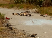 Quando crisi colpisce sentimenti: Licata diventa necropoli randagi.