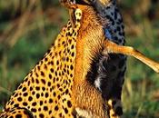 pensieri Roberto Rizzo: Aforisma