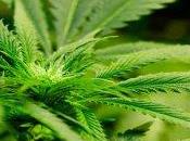 Cannabis terapeutica: libera alla produzione