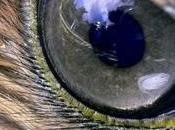 comodato d'uso gratuito: conviene davvero? Forse forse anche no...dipende.