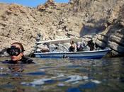 Oman: spettacolari incontri sottomarini nelle acque Musandam