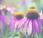 Echinacea come perché funziona controindicazioni.