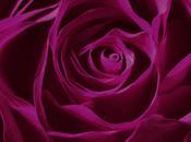 Valentina Absolute Rose: nuova fragranza Valentino