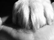 Collezione Cuccioli aiuta pelosi: turno Angeli senza voce