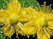 Uretrite, Ustioni essenziali Salute