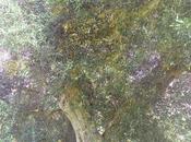 L'agricoltore sostiene olivi della foto erano stati dichiarati irrecuperabili. Pare invece siano ripresi.