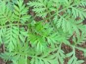 Artemisia artemisina contro tumori. Dalle nuove ricerche all’importanza dell’approccio olistico
