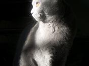 Oggi giornanata nazionale gatti