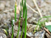 L’erba cipollina ritornata chive back