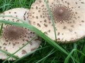 Raccogliere Funghi: contro