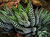 Haworthia