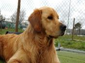 Rimedi della Nonna Pillole: pulire pelo cani