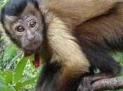 Cebo cappuccino lava urina attrarre partner