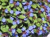 Ceratostigma plumbaginoides