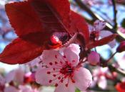 Cherry Plum, fiore Bach chiarezza fronte alle proprie pulsioni Salute