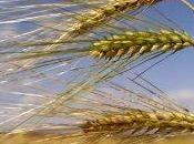 L'orzo aiuta riparare cuore dopo infarto