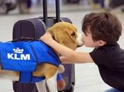 Trovatona KLM: cane trova oggetti smarriti colpo visibilità YouTube