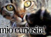 gatto curioso