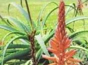 Aloe medicina, eppur guarisce (libro)