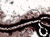 Vademecum virus Ebola