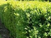 Buxus sempervirens