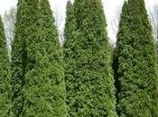 Thuja