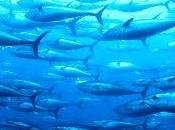 Mercurio: continuano sequestri pesce congelato